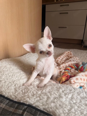 Reinrassige Chihuahua Welpen 10 wochen suchen ein liebevolles Zuhause 