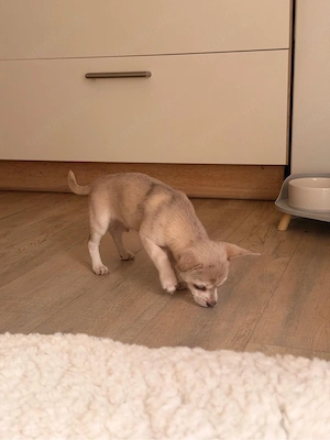 Reinrassige Chihuahua Welpen 10 wochen suchen ein liebevolles Zuhause 