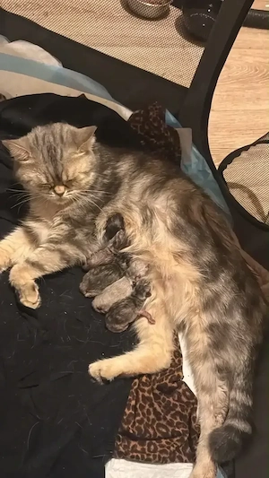 katzen kitten 