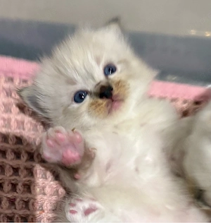 Ragdoll Katzenbabys