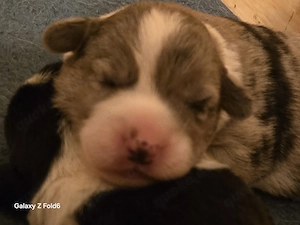 Welsh Corgi Welpen von der Klosterruine 