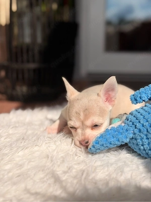 Reinrassige Chihuahua Welpen 10 wochen suchen ein liebevolles Zuhause 