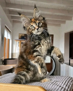 Liebevolle Maine-Coon-Kätzchen suchen ein neues Zuhause 