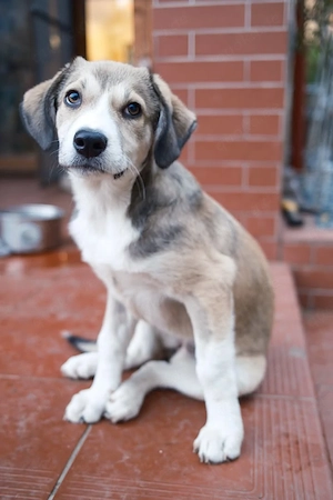 Poppy, fröhliches Hundemädchen sucht neue Familie