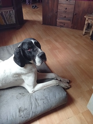 Deutsche Dogge sucht neues liebevolles zu Hause