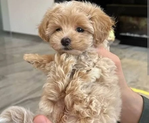 Maltipoo (Beste Freunde für liebevolle Familien) 