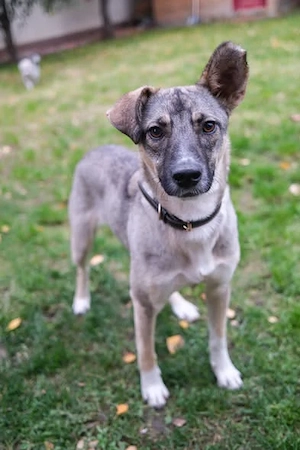 Alma, perfekte Hündin sucht neue Familie