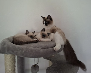 Ragdoll   Heilige Birma Mischlingskätzchen mit blauen Augen suchen ihre Familie geimpft