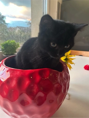 Kitten babys 