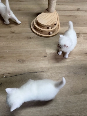 Blh  Bkh Kitten in schneeweiß