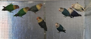 Pfirsichköpfchen abzugeben 