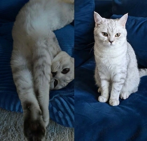 BKH Kater 