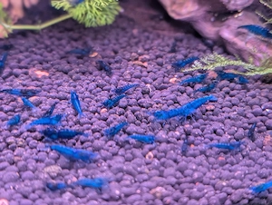 10 Neocaridina davidi Blue Dream Zwerggarnelen