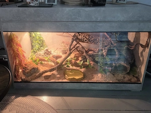 Kornnattern mit Terrarium 150x60x60