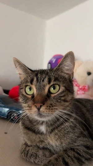 Liebevolle katze abzugeben