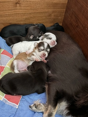 Chihuahua Welpen 