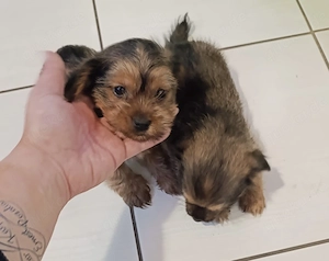 Zuckersüße Yorkshire Terrier-Chihuahua Welpen 