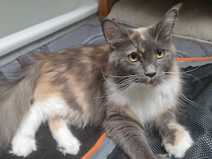 Maine Coon Katze reinrassig