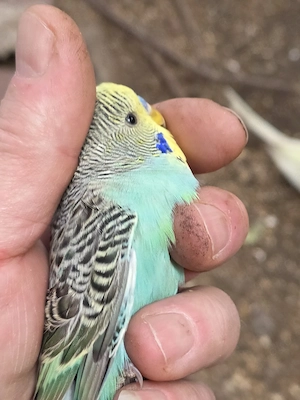 Wellensittich Regenbogen    vom Züchter direkt DKB Ring auch ohne junge ab 40 bis 80 