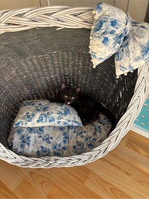 Katzenbabys 