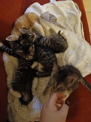 5 kitten suchen ab november ein zuhause 