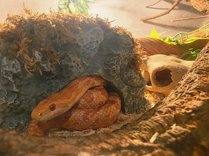 Kornnattern Männchen 2-4 Jahre 