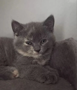 Britisch Kurzhaar Kitten. 