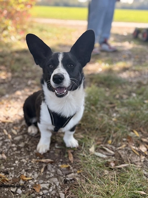 Corgi cardigan welpen 