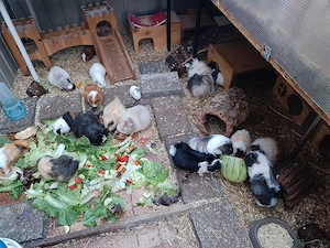 Immer mal wieder junge Meerschweinchen abzugeben 