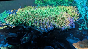 Koralle Acropora Mango Garden Meerwasser XL