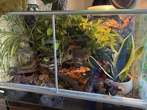 Kronengecko Jungtier mit oder ohne Terrarium 