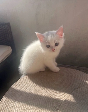 weisse süsse katze 3 monate alt 