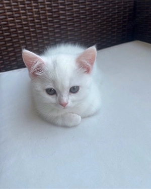 weisse bkh - perser mix katze 3 montae alt 
