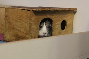 Meerschweinchen Weibchen 16 Monate