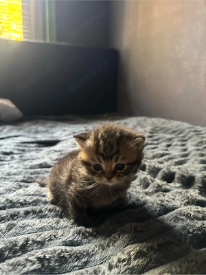 Bkh Kitten