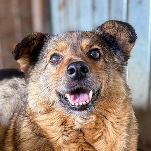 Timbo, unser Moppelchen