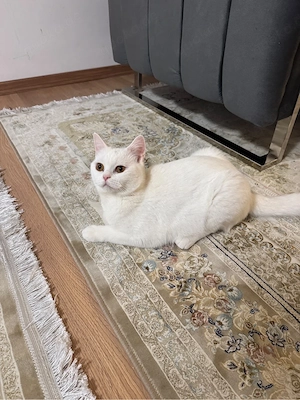 Liebevolles Zuhause für unsere Katze Milky gesucht     