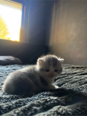Britisch Kurzhaar kitten abzugeben