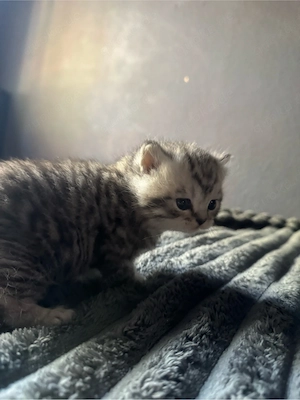 Britisch Kurzhaar kitten abzugeben