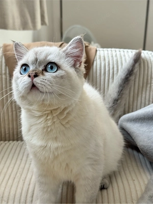 Britisch Kurzhaar Kater (BKH)   4 Monate   geimpft, entwurmt & Stammbaum