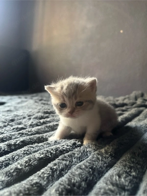 Britisch Kurzhaar kitten abzugeben. Männchen