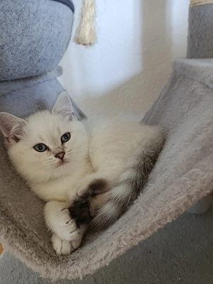 Zuckersüße BKH Kitten (10 Wochen alt)  abgabebereit 3 Mädchen & 1Jungse suchen ein Zuhause!