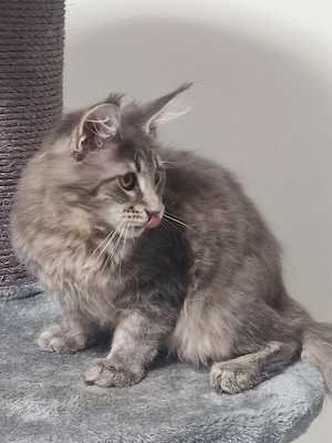 Main Coon 