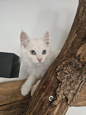 Einzigartige XL Maine Coon's Kitten    