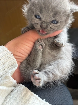 Britisch Kurzhaar Mix Kitten 