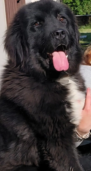 Landseer Leonberger Mix