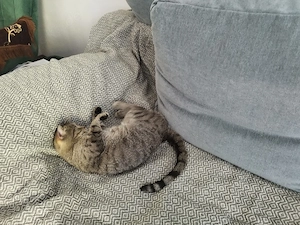 Süßer Kater sucht ein liebevolles Zuhause 