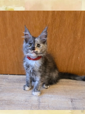 Maine Coon