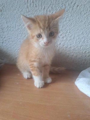 Süsse Katzenbabys