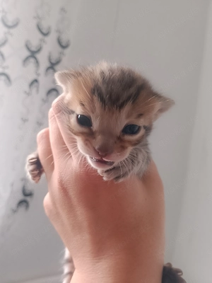 bengalkitten männlich mit Stammbaum und Zuchtzulassung